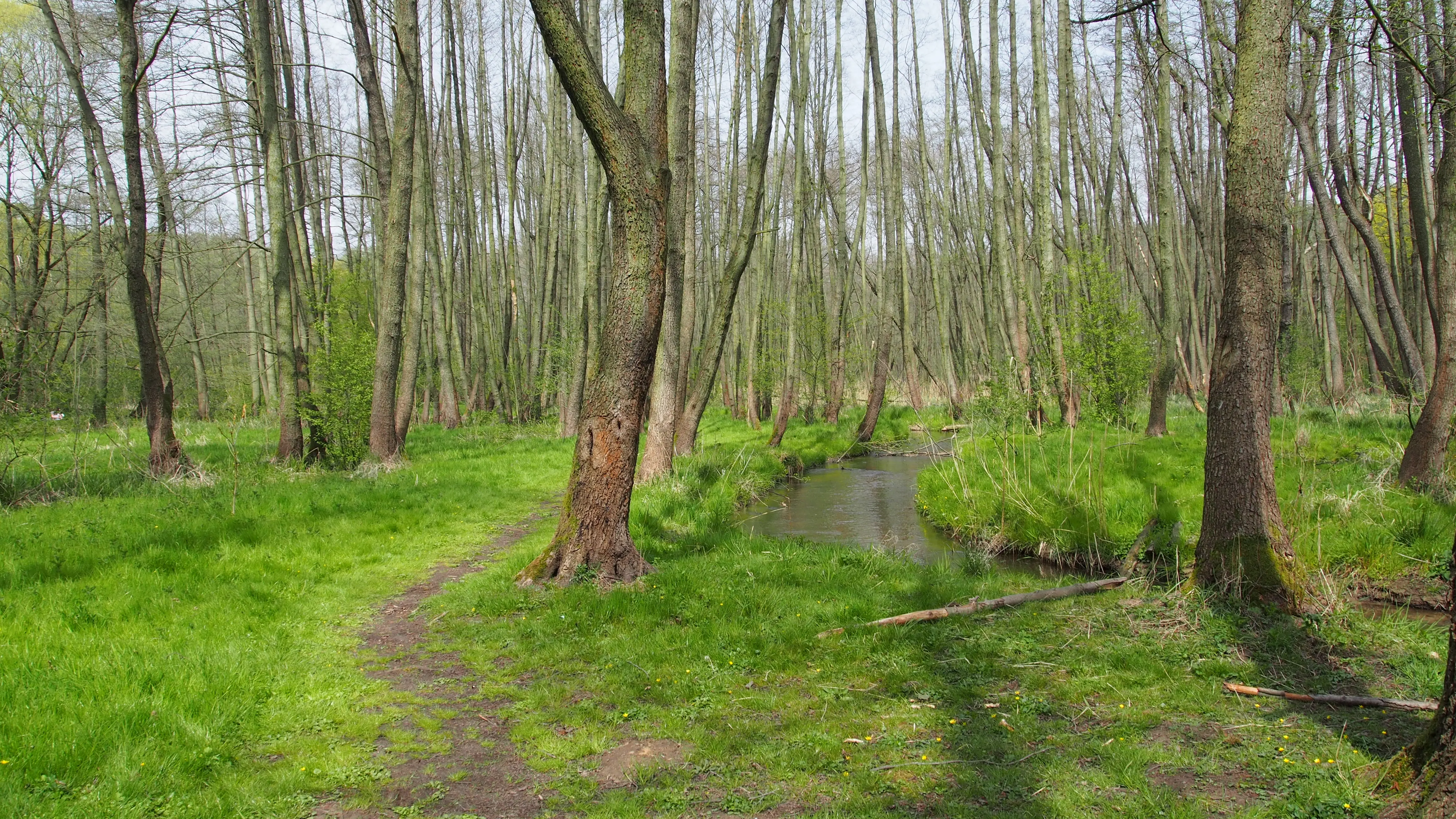 Mokřady Liběchovky